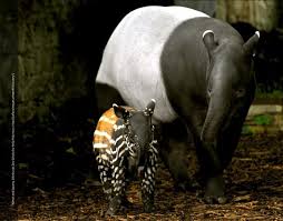 Though they are tough, resilient animals who have survived for many millennia. World Tapir Day Home Facebook