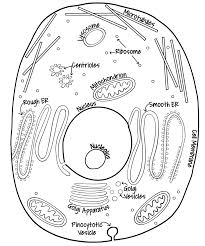 Making A Lapbook For Plant And Animal Cells Wehavekids