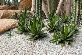 With the help of these gorgeous cactus garden design ideas, coming up with your own thus, it's important that you make a good impression by coming up with a beautiful front yard landscaping. 68 Cactus Landscaping Ideas That Will Inspire You Garden Tabs