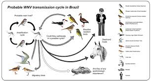 Der tierarzt jörg jähn warnt vor langfristigen folgen. Scielo Brasil West Nile Virus Infections Are Here Are We Prepared To Face Another Flavivirus Epidemic West Nile Virus Infections Are Here Are We Prepared To Face Another Flavivirus Epidemic