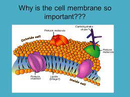 Why Is The Cell Membrane So Important Names Cell Membrane Plasma Membrane Selectively Permeable Membrane Semi Permeable Membrane Ppt Download