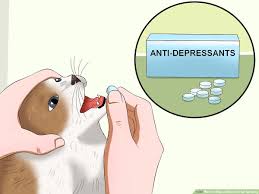 Neutering early is your best bet to avoid that urge altogether. How To Stop A Male Cat From Spraying 11 Steps With Pictures