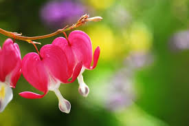 Bleeding Heart Flower Meaning Flower Meaning Bleeding Heart Flower Flower Meanings Bleeding Heart
