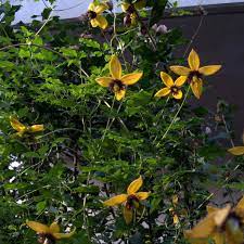 Sie dürfen in keinem garten fehlen. Clematis Tangutica