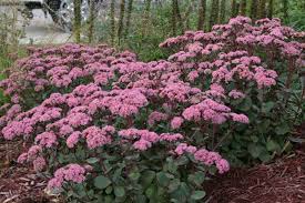 Make sure to wait until june to plant these, if at all possible. Fall Planting How Late Can You Go Minnesota State Horticultural Society