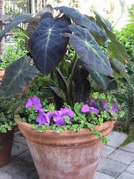 Check spelling or type a new query. Black Beauty Colocasia Elephant Ear Kens Nursery