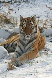 Amur Tiger Yuri By Rob Brooks On Flickr Tiger Species Animals Wild Big Cats