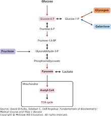 Carbohydrate Metabolism Fundamentals Of Biochemistry