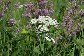 Image result for Parthenium