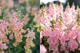 We did not find results for: Easy To Grow Hardy Annuals Floret Flowers