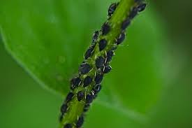 Maybe you would like to learn more about one of these? Preventing Spring And Summer Garden Pests Networx