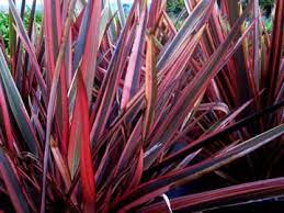 Crescent Hill Nursery Plants New Zealand Flax Perennial Plants