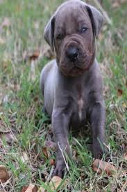 The search tool above returns a list of breeders located nearest to the zip or postal code you enter. Handsome Blue Male Great Dane For Sale In North Andover Massachusetts Classified Americanlisted Com