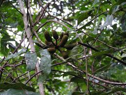 Image result for Uvaria angolensis