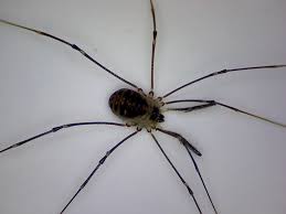 Mostly, the internet sites that. Researchers Discover Daddy Longlegs Spiders Capture Prey Using Glue