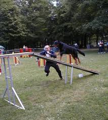 Beaucerons In Agility