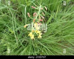 Image result for Eriospermum mackenii