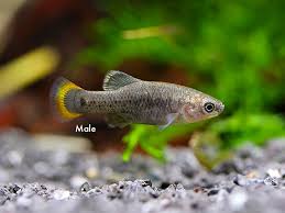 Image result for Tridactyle gentilii