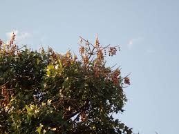 Image result for Erythrina livingstoniana