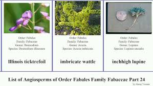 Image result for Indigofera dendroides