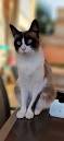 Snowshoe cat price & cost range. Snowshoe kittens for sale ...