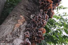 Image result for 木耳