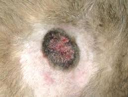 16.05.2017 · 5 types of skin cancer in dogs by joanne intile, dacvim the skin is the largest organ of a dog, and tumors affecting this structure are common. Current Insights Into Canine Cutaneous Melanocytic Tumours Diagnosis Intechopen