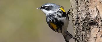Its extensive distribution range connects both the pacific and atlantic coasts of the u.s. Yellow Rumped Warbler Setophaga Coronata L Oiseau Son Nature Soundscapes
