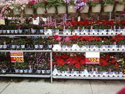 Some individual stores have florists, and flowers can be ordered online from walmart's affiliate store, sam's club. Expensive Walmart Flowers Koukoupuffs