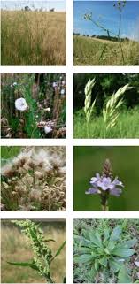 Check spelling or type a new query. Exemples De Plantes Agrotolerantes A Gauche Telles Que La Folle Download Scientific Diagram