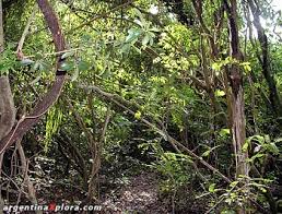 A presença de duas espécies foi. Eco Sistema De La Selva Paranense Paranaense Ecorregion