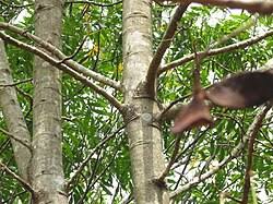 Image result for Xylia africana