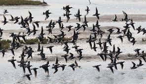نتیجه جستجوی لغت [flock] در گوگل