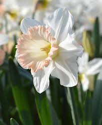 Daffodil British Gamble Top Size Bulbs Daffodil Bulbs Daffodil Flower Daffodils