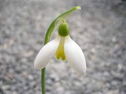 Visiting A Snowdrop Collection Shade Garden Planting Flowers Spring Flowers