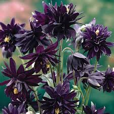 Finished with frilly flower phase. Aquilegia Vulgaris Black Barlow Planteideer Stauder Sorte Blomster