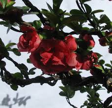 Check spelling or type a new query. Chaenomeles Speciosa Double Take Scarlet Storm Colorado Rocky Mountain Bonsai Suiseki