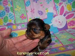 23 For Sale Puppies Ideas Puppies Puppies For Sale Cute Animals