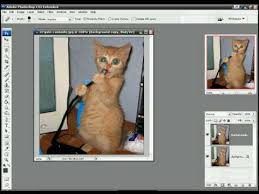 Mike soon regretted the day he swallowed a magnet funny cat meme image. Photoshop Funny Cat 1 Liquify And Animator Youtube