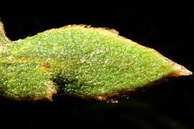Image result for Elaphoglossum tanganjicense