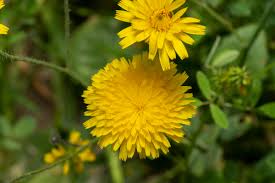 Image result for Hypochaeris