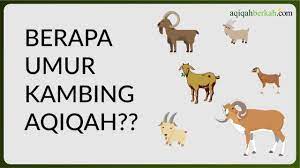 Syarat Kambing Domba Akikah Adalah Sebagai Berikut Kecuali Ilmusosial Id