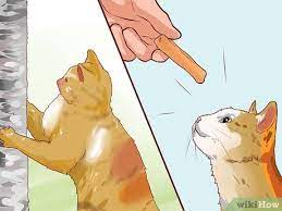 How To Discipline Your Cat Or Kitten 8 Steps With Pictures