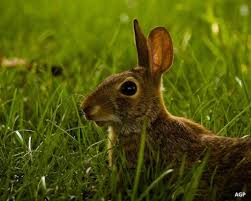 There are 26m people in this country eating too much salt and they are increasing their risk of heart disease and stroke. the food agency said high blood pressure is a. Rabbit Tree Damage How To Protect Trees From Rabbits