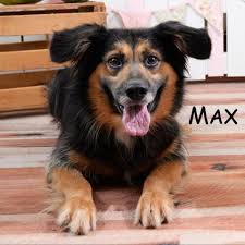 Standard, bronze, silver, gold, and platinum. Dog For Adoption Max A Border Collie Mix In Elizabethtown Pa Petfinder