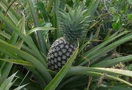 Ananas Pain De Sucre 20000 Tonnes Benin Grossiste Recherche De Partenaire Espaceagro