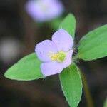 Image result for Antherotoma naudinii