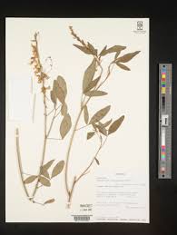 Image result for Crotonogynopsis australis
