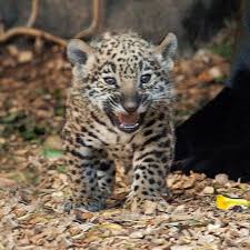 Jaguar Zooborns
