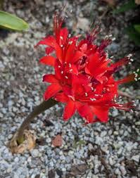 Image result for Brunsvigia